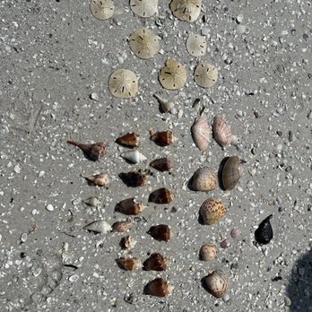 Dreamlander Tours - Shells - Fishing Near Me - Goodland, Florida Dreamlander Tours - Shells - Fishing Near Me - Goodland, Florida