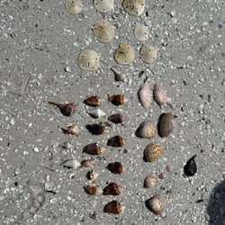 Dreamlander Tours - Shells