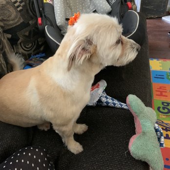 Costellos Curbside Cuts - Pet Groomers Near Me Costellos Curbside Cuts - Pet Groomers Near Me