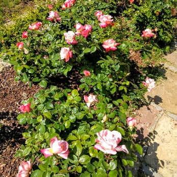 The Berkeley Rose Garden - Botanical Gardens Near Me - Berkeley, California The Berkeley Rose Garden - Botanical Gardens Near Me - Berkeley, California