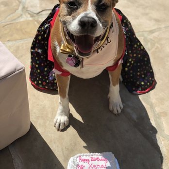 Redondo Dog - Medium cake - Pet Services Near Me - Carson, California