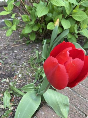 Fort Hamilton by null