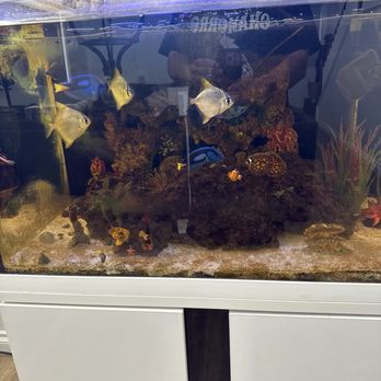 MK Aquarium Services - Before - Aquarium Services Near Me - Chino, California MK Aquarium Services - Before - Aquarium Services Near Me - Chino, California
