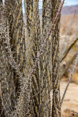 Cottonwood Spring by null