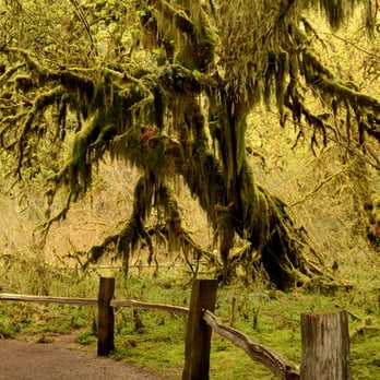 Hoh Rainforest - Hiking Near Me - Forks, Washington