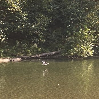 Potomac Eagle Scenic Railroad - Great blue heron sighting - Historical Tours Near Me - Romney, West Virginia