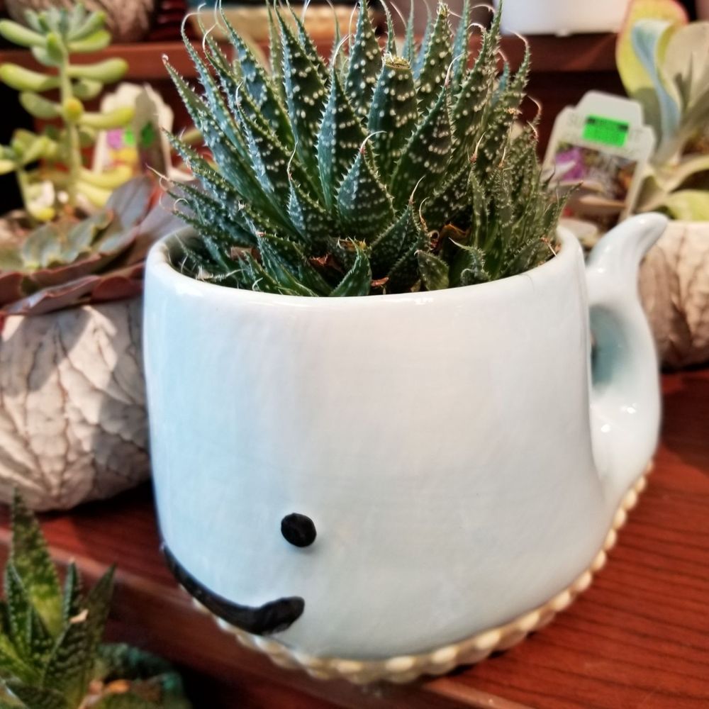 QFC - Had to buy this succulent in a whale pot! - Grocery Near Me - Portland, Oregon QFC - Had to buy this succulent in a whale pot! - Grocery Near Me - Portland, Oregon