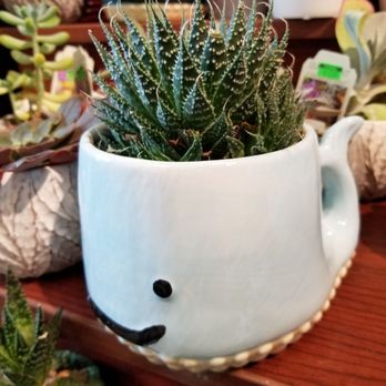 QFC - Had to buy this succulent in a whale pot! - Grocery Near Me - Portland, Oregon