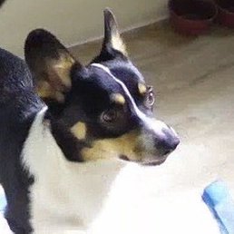 Hunter Hunter