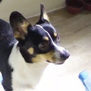 Critical Thinking Dog Services - Hunter - Pet Training Near Me Critical Thinking Dog Services - Hunter - Pet Training Near Me
