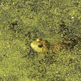 Armand Bayou Nature Center - Parks Near Me - Pasadena, Texas Armand Bayou Nature Center - Parks Near Me - Pasadena, Texas