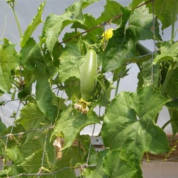 The Luffa Farm - huge luffa on the vine - Tours Near Me - Nipomo, California The Luffa Farm - huge luffa on the vine - Tours Near Me - Nipomo, California
