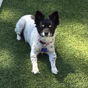 Ruff House Pet Salon - Hair cut by Ruff House - Pet Groomers Near Me - Twain Harte, California
