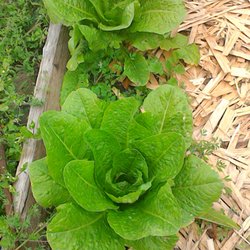 Foothill Organic Growers