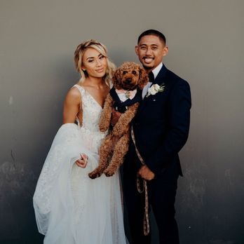 pampered puppy dog grooming