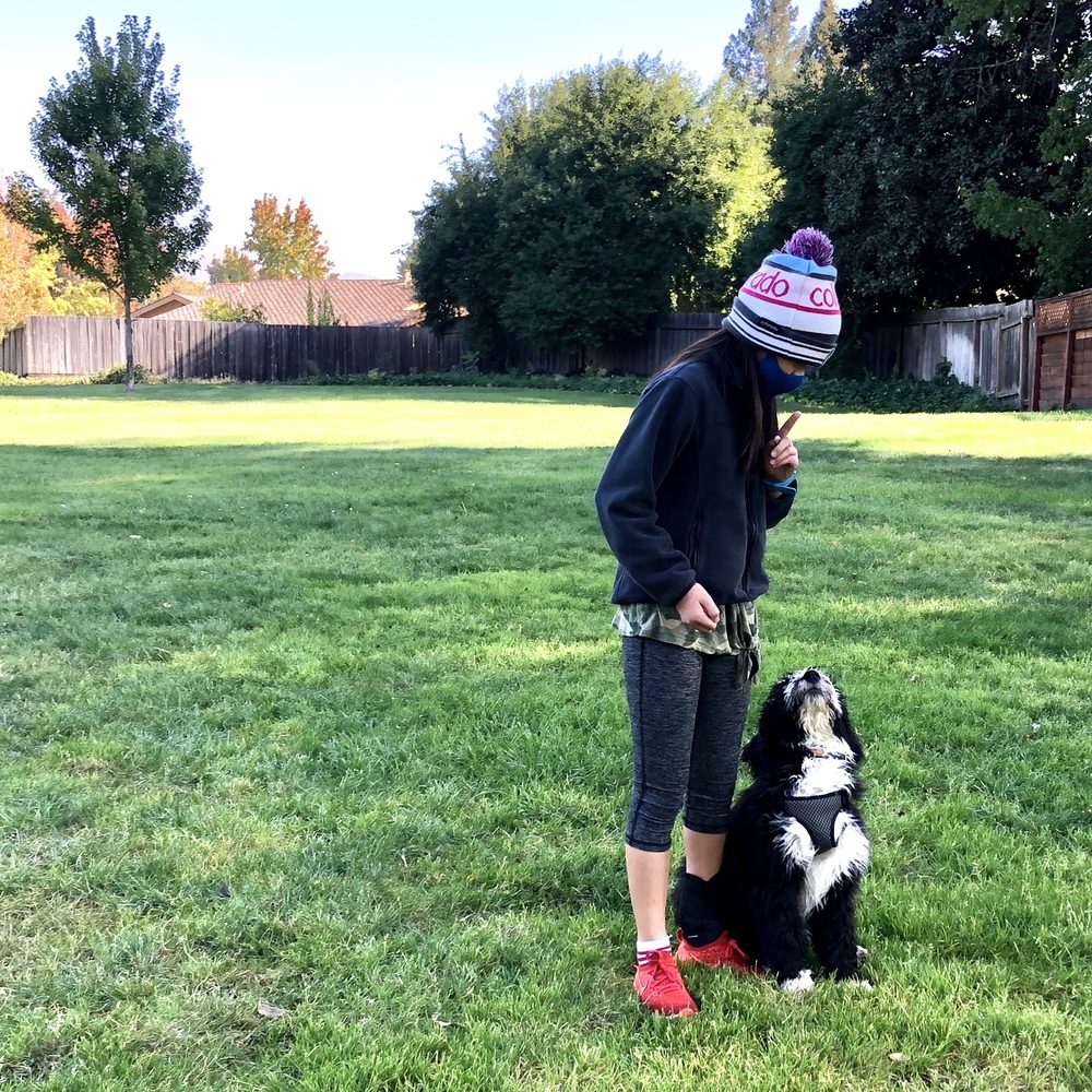 Pawsitive Interaction Dog Obedience - Practicing the 'focus' command - Pet Training Near Me - Pleasanton, California Pawsitive Interaction Dog Obedience - Practicing the 'focus' command - Pet Training Near Me - Pleasanton, California