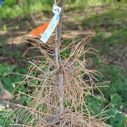 Adams Nursery & Garden Center - Top of dead tree and tag.