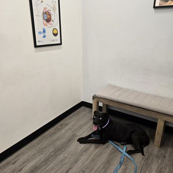 Veterinary Eye Clinic - Veterinarians Near Me - Calabasas, California