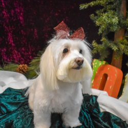 Good Dog Grooming