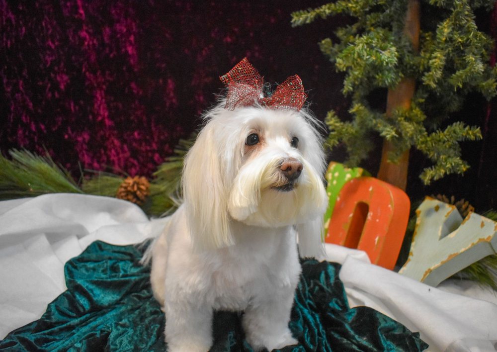 GOOD DOG GROOMING Updated September 2024 11 Photos & 13 Reviews