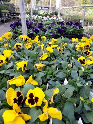 Plant World Garden Center 420 Interstate 45 S Fairfield Tx Nurseries Mapquest Plant World Garden Center 420, Fairfield Garden Center