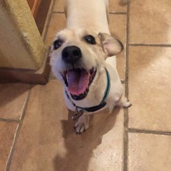 Pawsitively Divine Mobile Pet Grooming Gift Card - Main Image