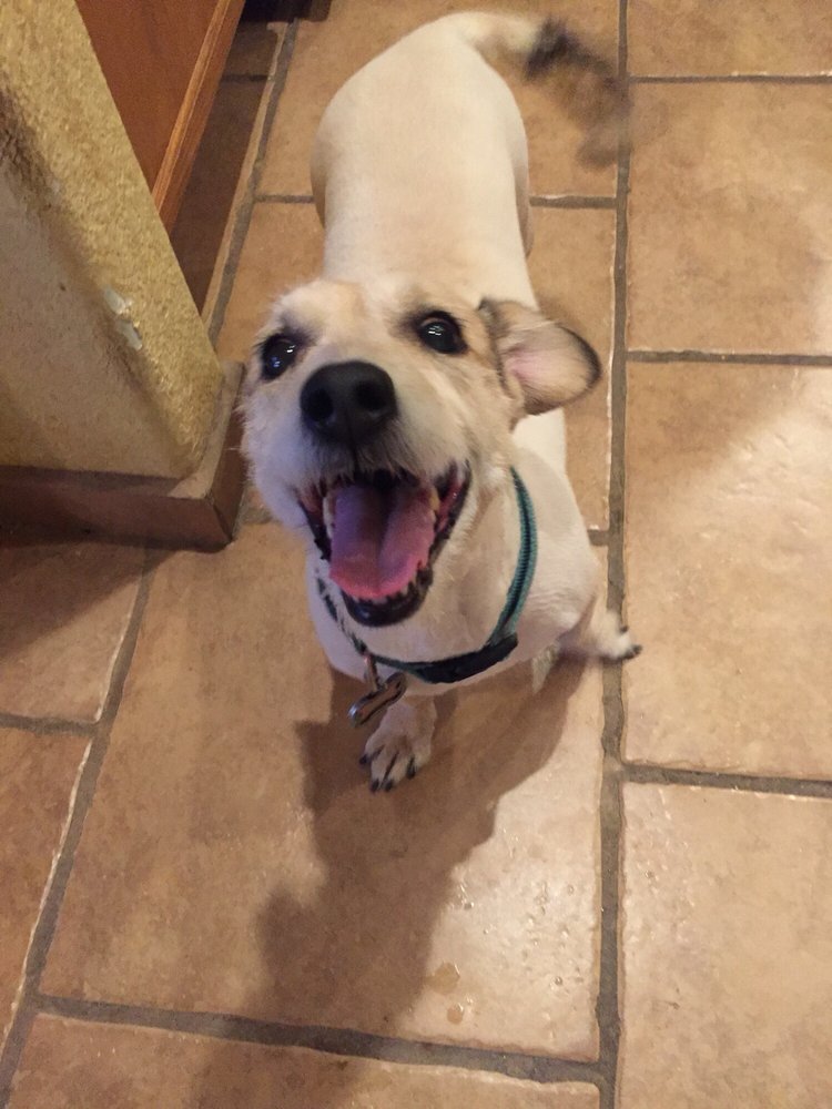 PAWSITIVELY DIVINE MOBILE PET GROOMING Updated September 2024 31 Photos & 32 Reviews Queen