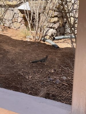El Paso Zoo and Botanical Gardens by null