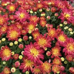Leon's Garden World - Fall is here. Grab your hot cocoa, light the fireplace, and dress up your porch with corn stalks, fresh mums, and all the autumn favorites.
