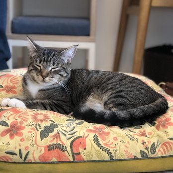 KitTea - Sleepy Melon + cozy cat bed - Pet Adoption Near Me - San Francisco, California KitTea - Sleepy Melon + cozy cat bed - Pet Adoption Near Me - San Francisco, California