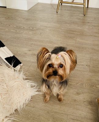 The Dog House by null