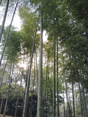 Rikugien Gardens by null