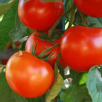 Florida Seeds - Tomato Seeds,Tomato Seeds For Sale,Comprar Semilla Tomate,Comprar Semilla Jitomate,Comprar Semilla de Tomate,Comprar Semilla de Jitomate - Nurseries & Gardening Near Me - Miami, Florida Florida Seeds - Tomato Seeds,Tomato Seeds For Sale,Comprar Semilla Tomate,Comprar Semilla Jitomate,Comprar Semilla de Tomate,Comprar Semilla de Jitomate - Nurseries & Gardening Near Me - Miami, Florida