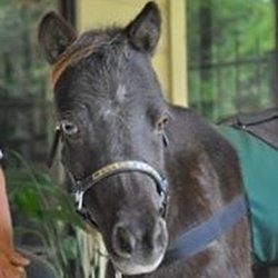 Northwind Stable - Learn how to care for a miniature horse - summer camp