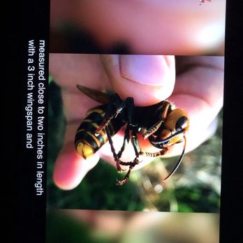 Pirate Pest Control - We handle these - Pest Control Near Me Pirate Pest Control - We handle these - Pest Control Near Me