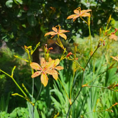 Mounts Botanical Garden by null