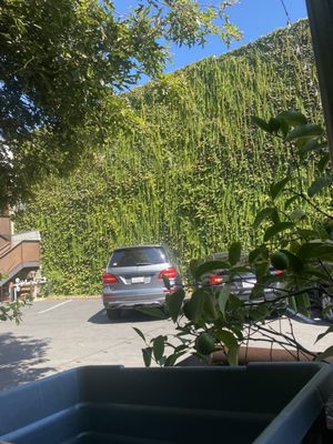 Black Forest Kitchen by null