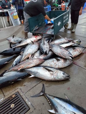 American Angler Sportfishing by null