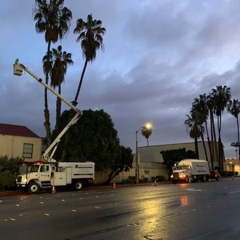 Greenstone Landcare - Palm tree Pruning - Tree Services Near Me - Spring Valley, California