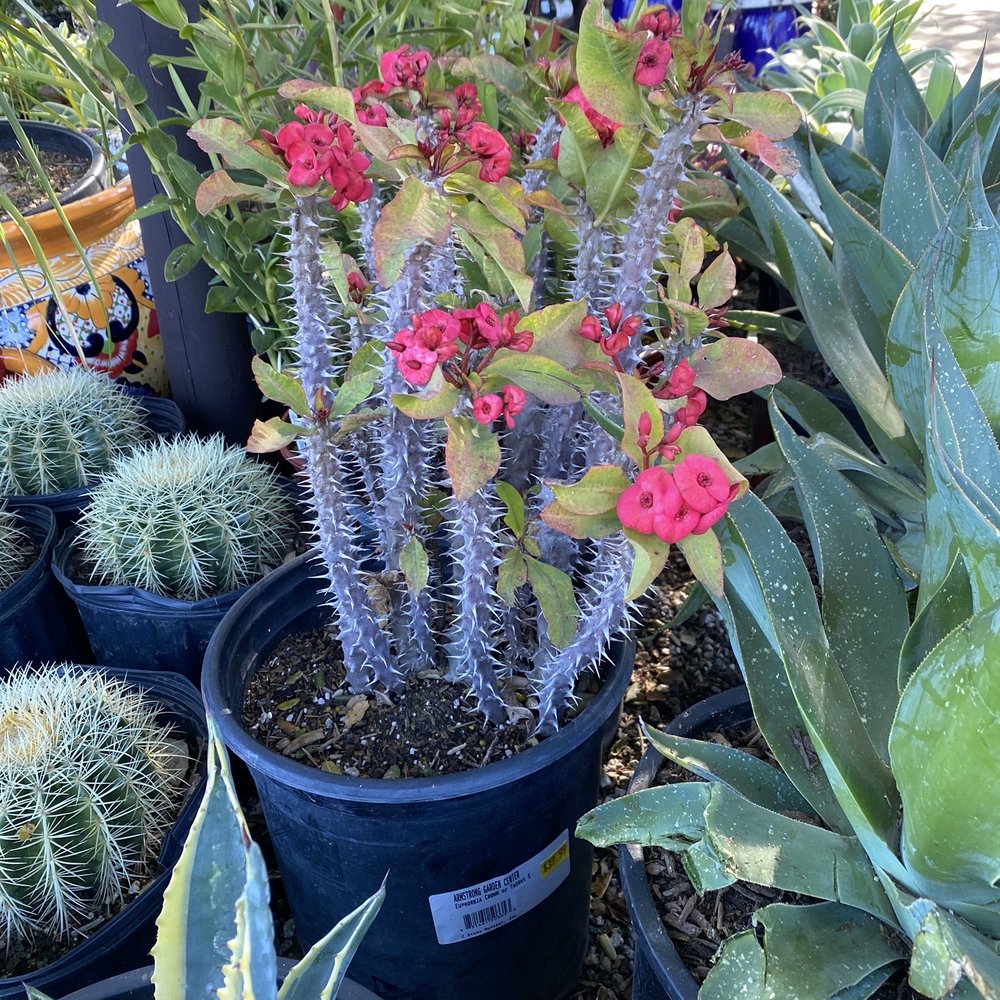 Armstrong Garden Centers - Nurseries & Gardening Near Me - Thousand Oaks, California Armstrong Garden Centers - Nurseries & Gardening Near Me - Thousand Oaks, California