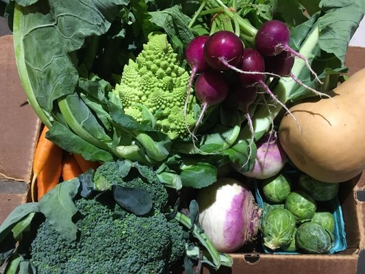 Full Circle Farm CSA by null