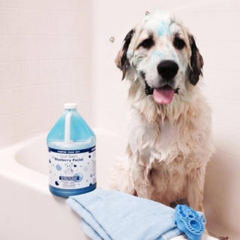 Green Dog Spa - www.k9sforwarriors.org - Pet Groomers Near Me - Jacksonville, Florida Green Dog Spa - www.k9sforwarriors.org - Pet Groomers Near Me - Jacksonville, Florida