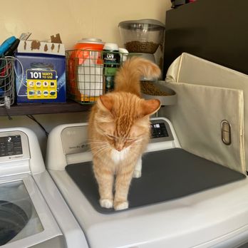 RockStar Rover - Pet Groomers Near Me