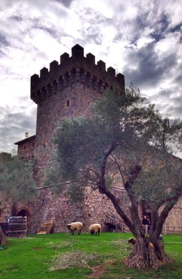 Savor Napa Valley Wine Tours by null