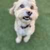 Home Away From Home K9 Care gift card