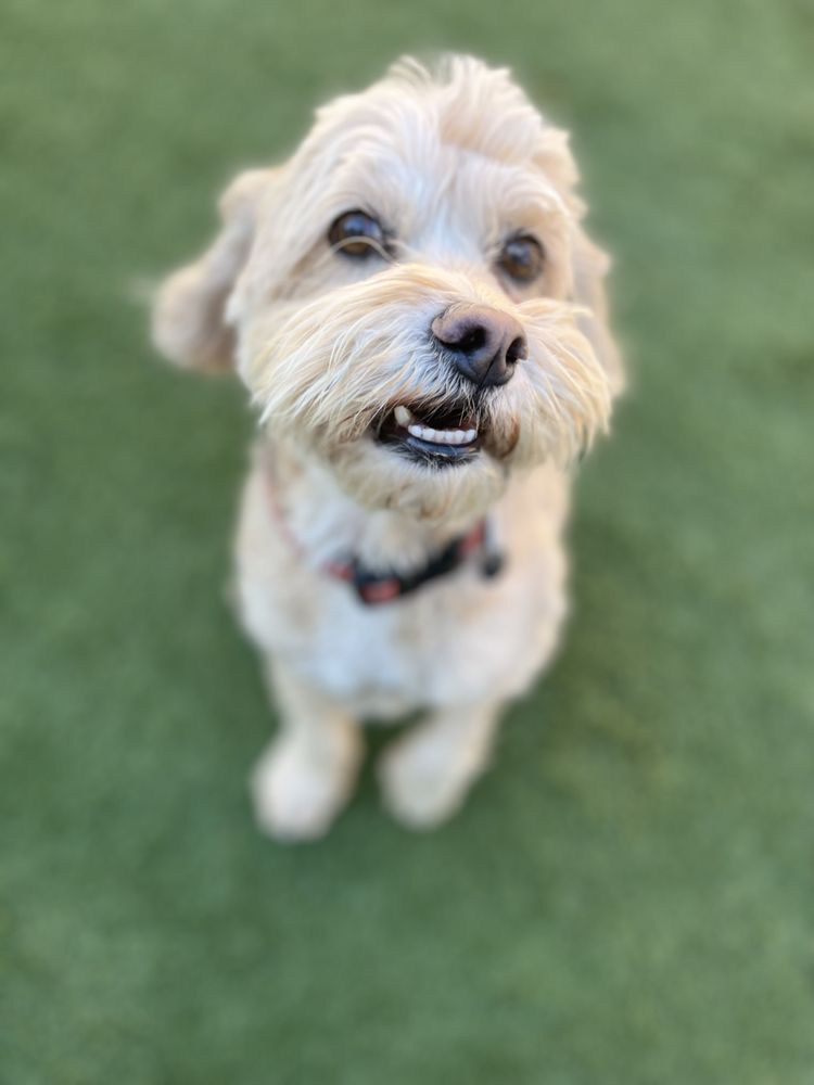 Home Away From Home K9 Care - pet boarding facility in San Diego, CA