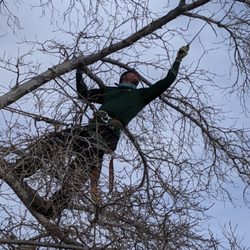 Action Tree Service - Trimming and caring for trees for over 20 years.