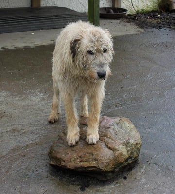 The Kerry Bog Village Museum by null
