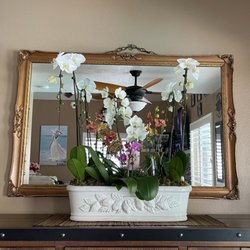 South Coast Orchids