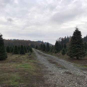 Coates Christmas Trees Farm - One of the many isles of trees - Christmas Trees Near Me - Auburn, Washington